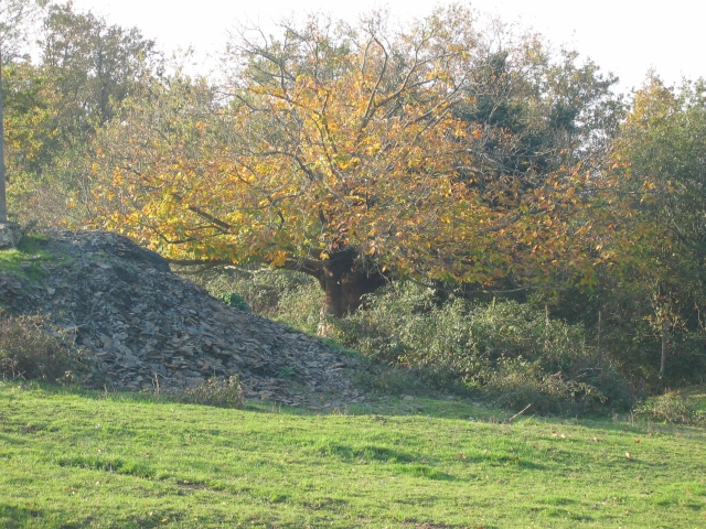 et derrire le vilain poteau, se cache un bel arbre !