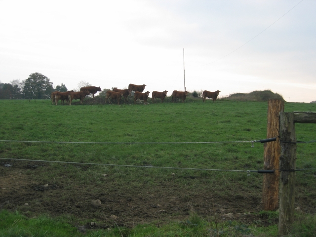 d'autres vaches, marrons celles-ci, regroupes sur la butte