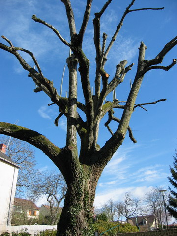 on ressort, un bel arbre devant la maison