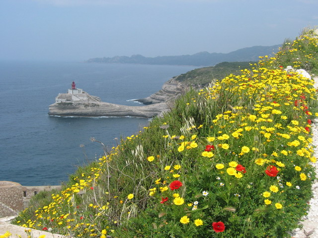 les fleurs remplacent le soleil