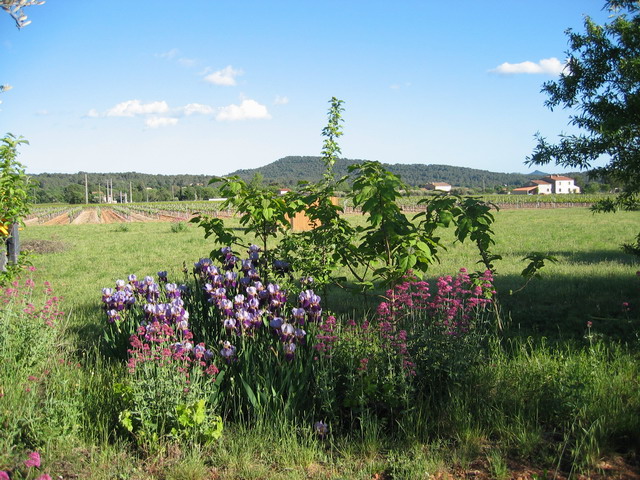 la nature est en fleur, et les vignes tailles